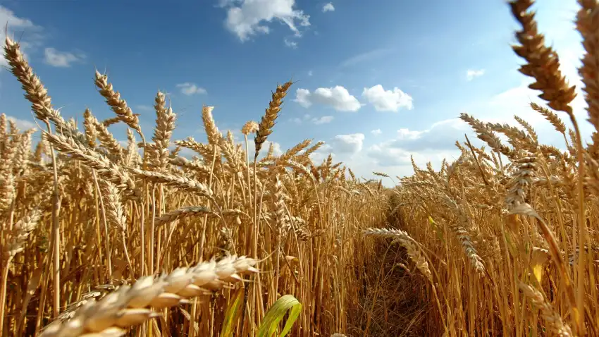 Green Wheat Field Background Full HD Download Free