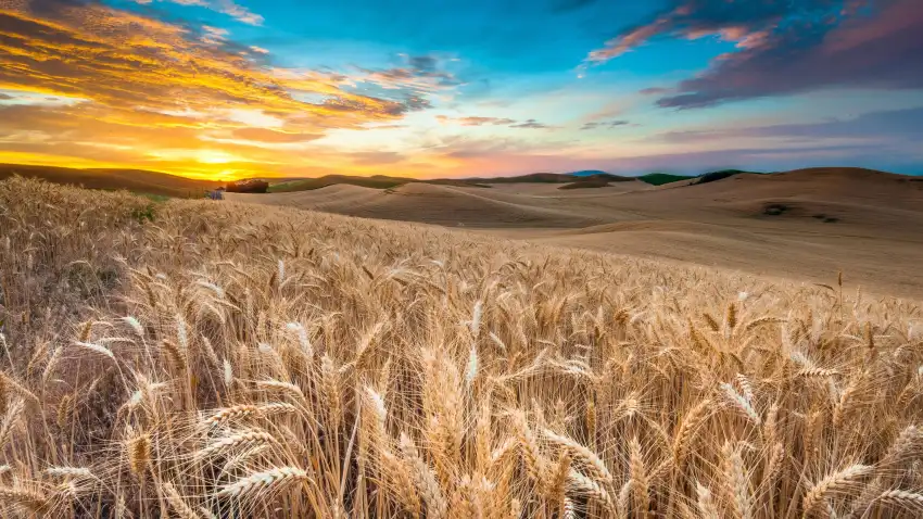 Green Wheat Field Background Full HD Download Free