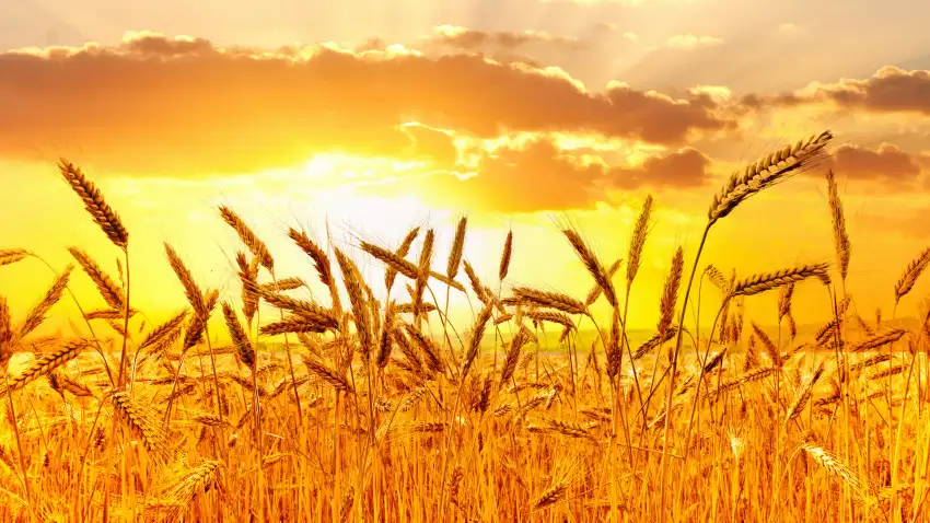 Green Wheat Field Background Full HD Download Free