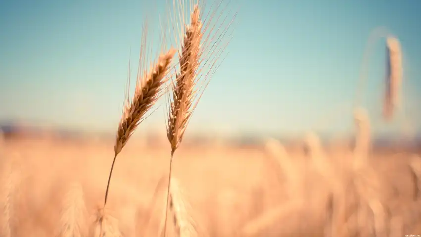 Green Wheat Field Background Full HD Download Free