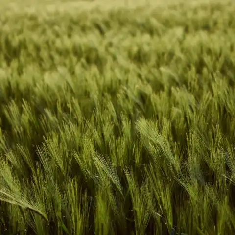 Green Wheat Field Background HD Download