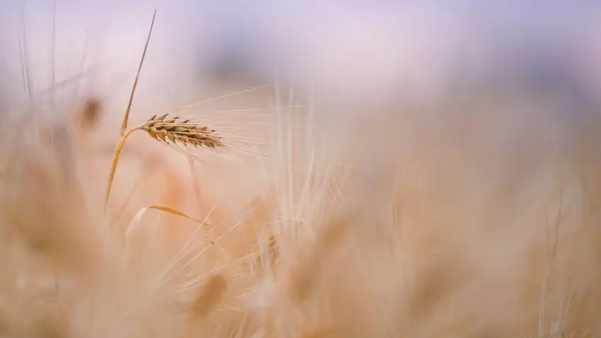 Green Wheat Field Background HD Download