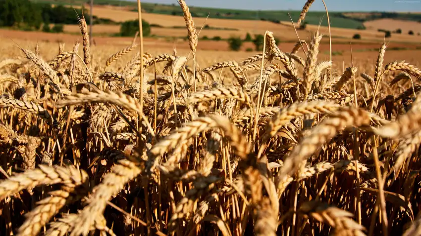 Green Wheat Field Background HD Download