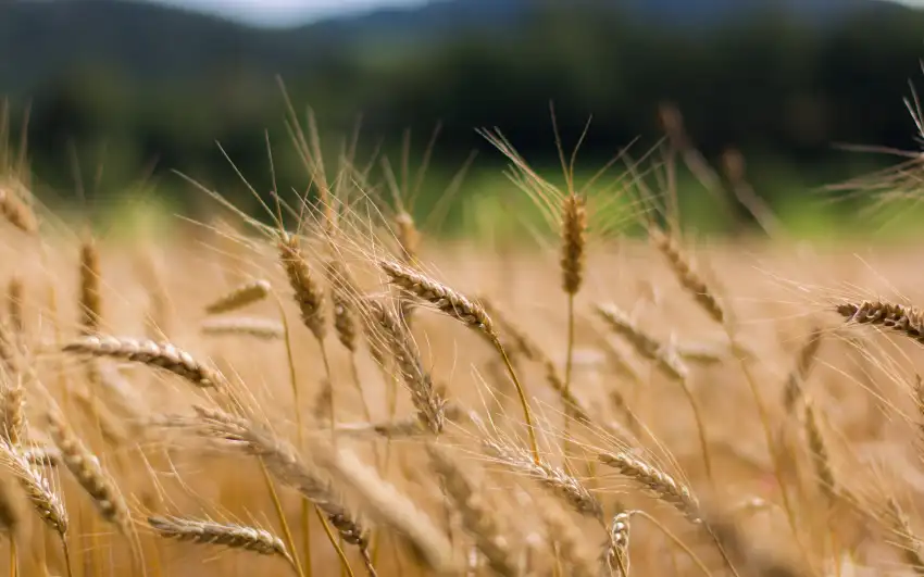 Green Wheat Field Background HD Download