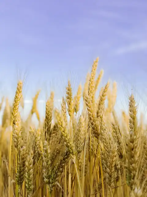 Green Wheat Field Background HD Download