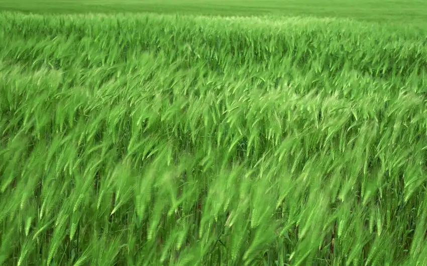 Green Wheat Field Background HD Images Photos Download