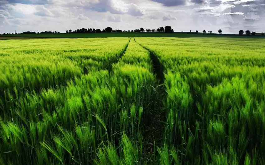 Green Wheat Field Background HD Images Photos Download