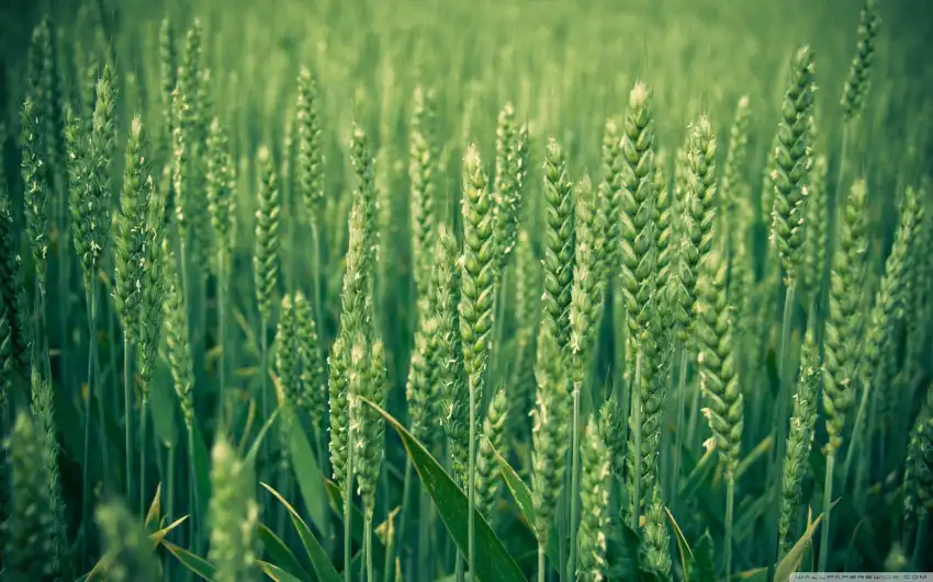 Green Wheat Field Background HD Wallpaper Images