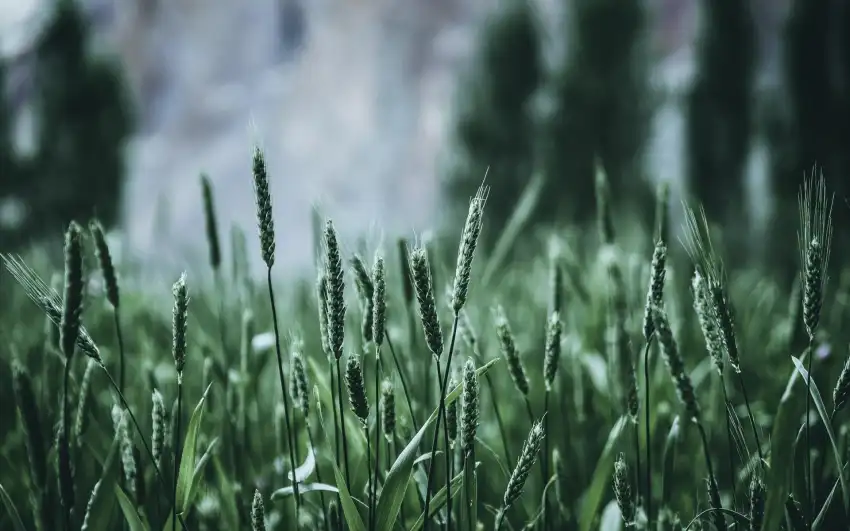 Green Wheat Field Background HD Wallpaper Images