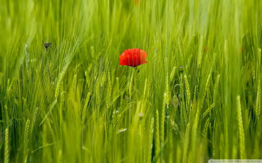 Green Wheat Field Background HD Wallpaper Images