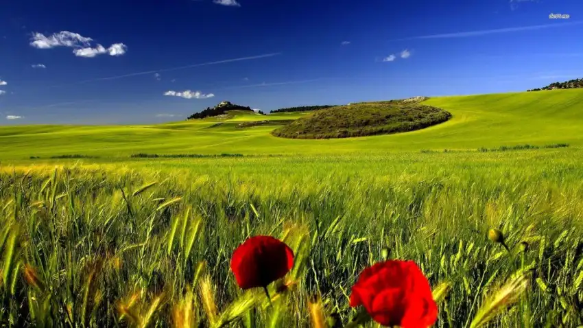 Green Wheat Field Background Image Photo HD Download