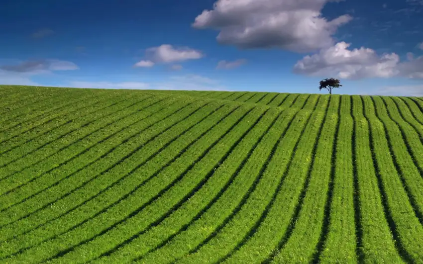 Green Wheat Field Background Image Photo HD Download