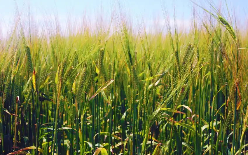 Green Wheat Field Background Wallpaper HD Download