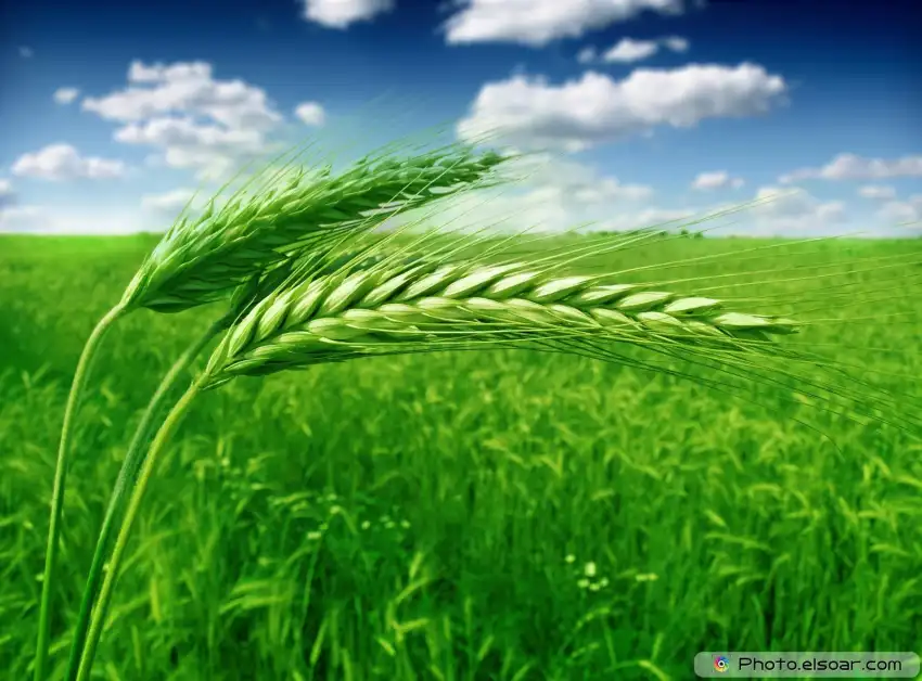 Green Wheat Field Background Wallpaper HD Download