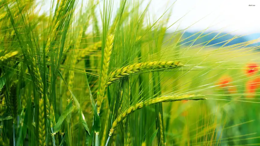 Green Wheat Field Background Wallpaper HD Download