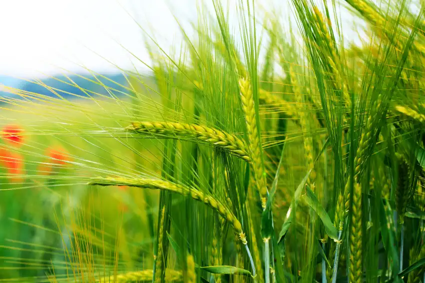 Green Wheat Field Background Wallpaper HD Download