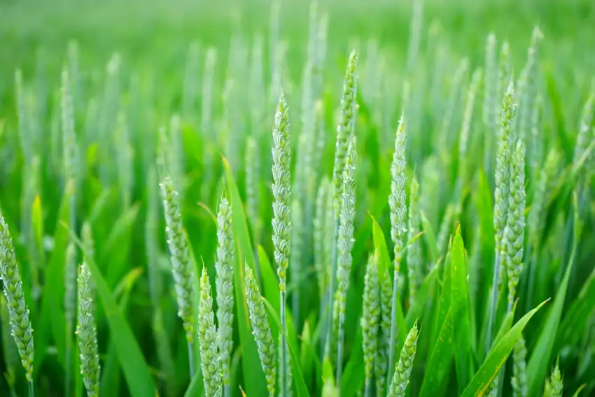 Green Wheat Field Background Wallpaper HD Download