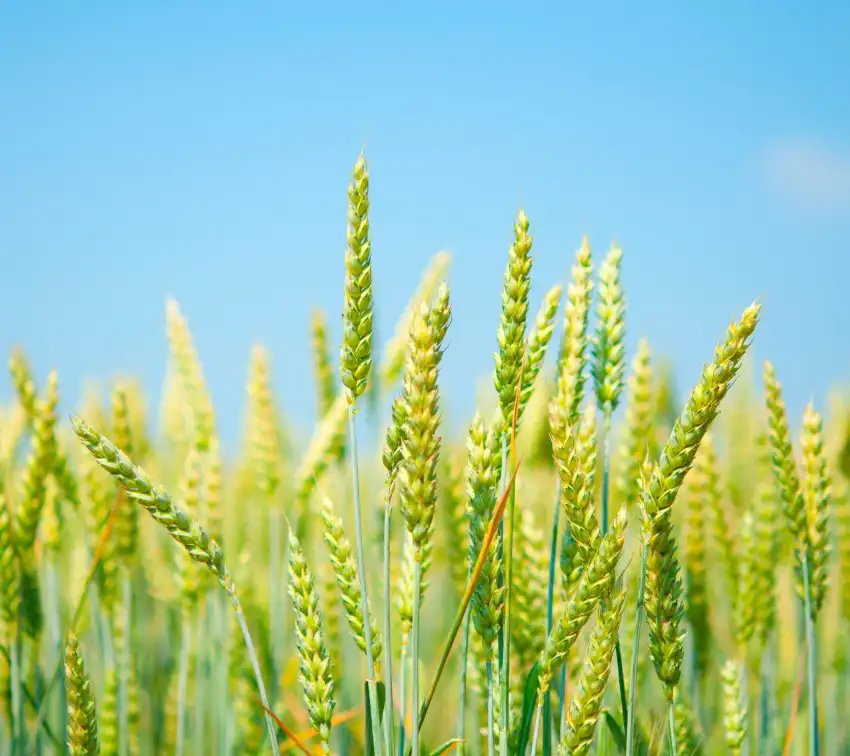 Green Wheat Field Background Wallpaper HD Download