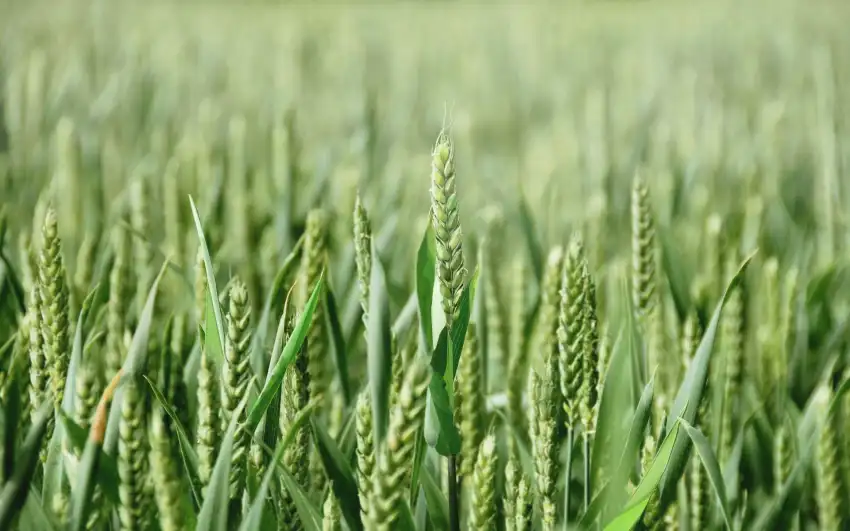 Green Wheat Field Background Wallpaper HD Download