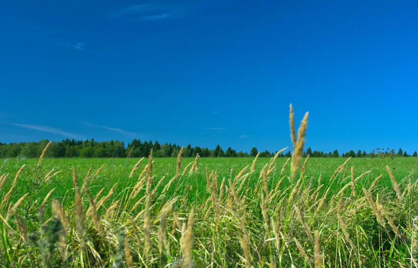 Green Wheat Field Blue Sky Background HD Download