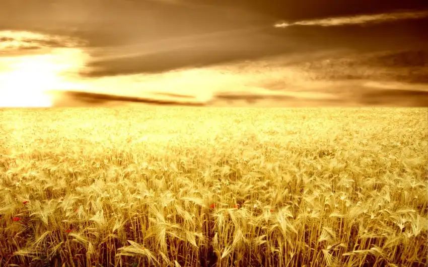 Green Wheat Field Photoshop Background HD Download