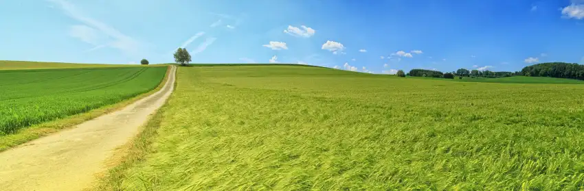 Green Wheat Field Photoshop Background HD Download