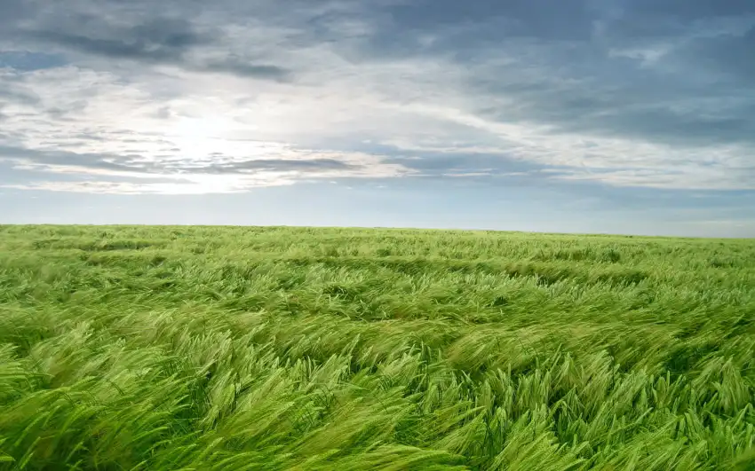 Green Wheat Field Photoshop Background HD Download