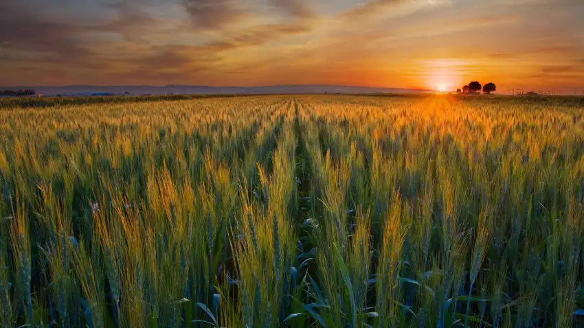 Green Wheat Field Sunset Sky Background HD Download