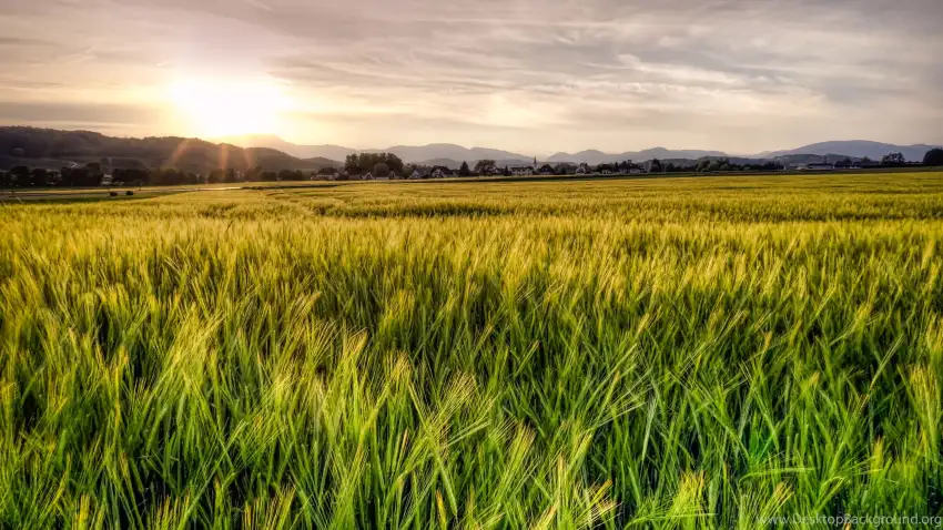 Green Wheat Field Sunset Sky Background HD Download