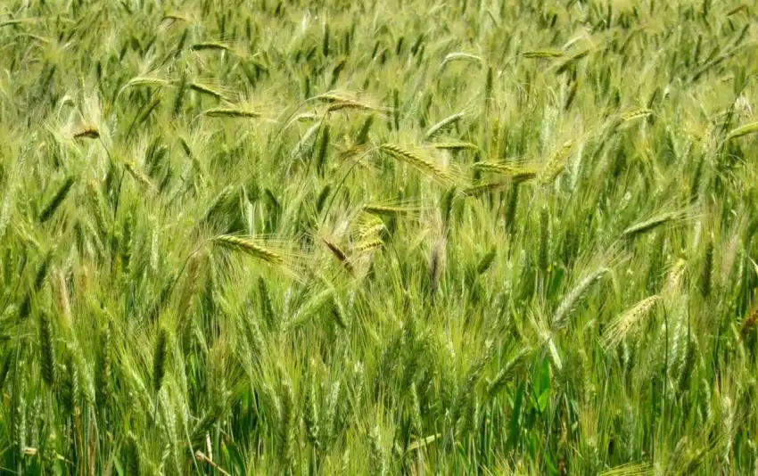 Green Wheat Field Wallpaper Background HD Download