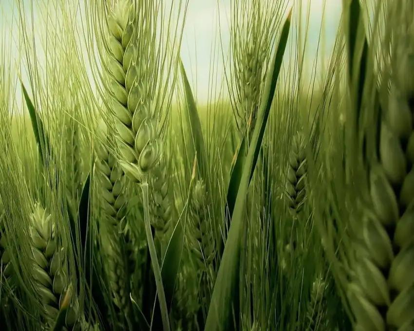 Green Wheat Field Wallpaper Background HD Download