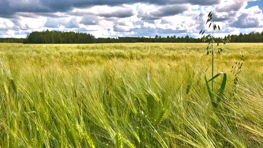 Green Wheat Field Wallpaper Background HD Download