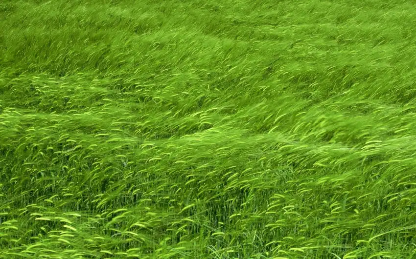 Green Wheat Field Wallpaper Background HD Download