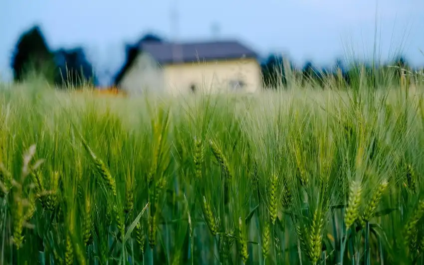 Green Wheat Field Wallpaper Background HD Download