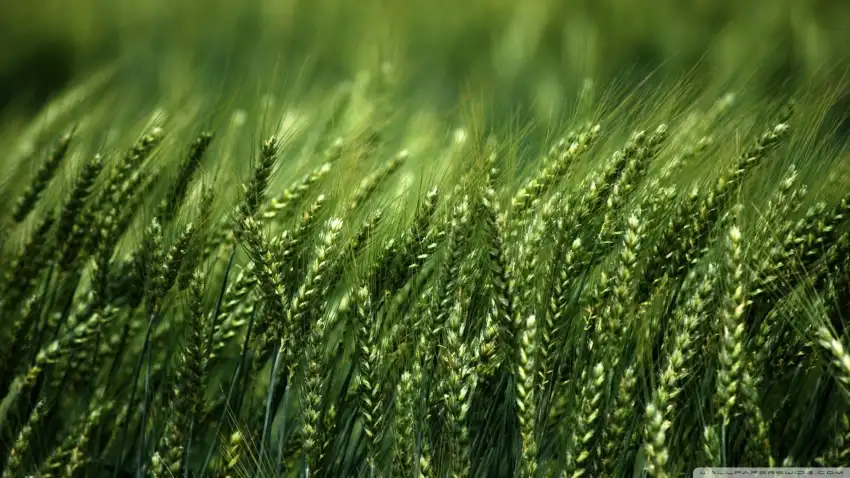 Green Wheat Field Wallpaper Background HD Download