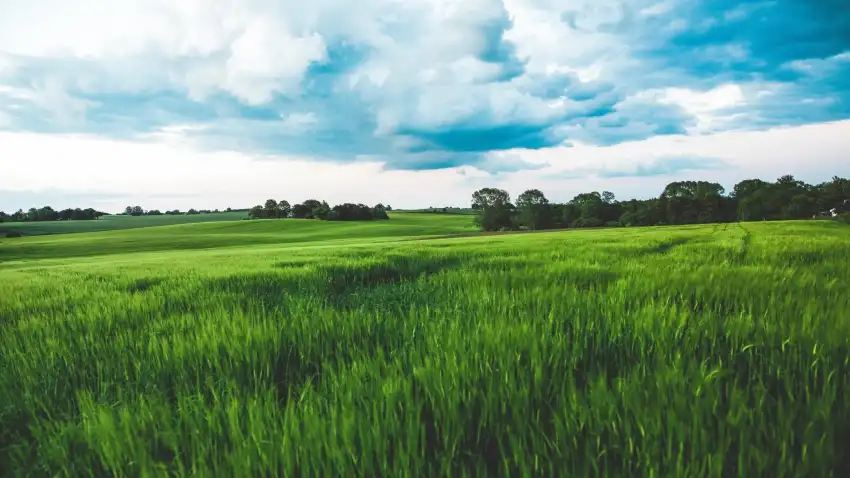 Green Wheat Field With Sky Background HD Images