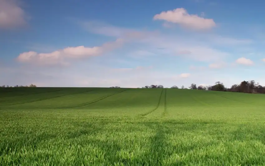 Green Wheat Field With Sky Background HD Images