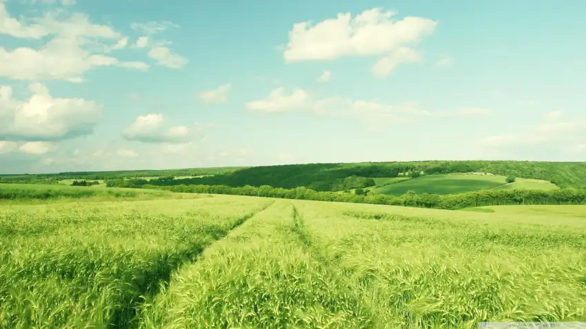 Green Wheat Field With Sky Background HD Images