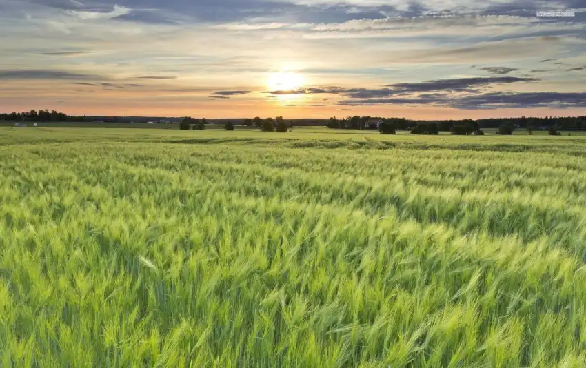 Green Wheat Field With Sky Background HD Images