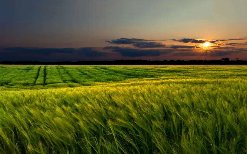 Green Wheat Field With Sky Background HD Images