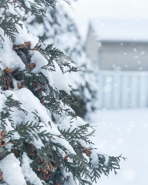 Green Winter Ice Tree Background HD Download