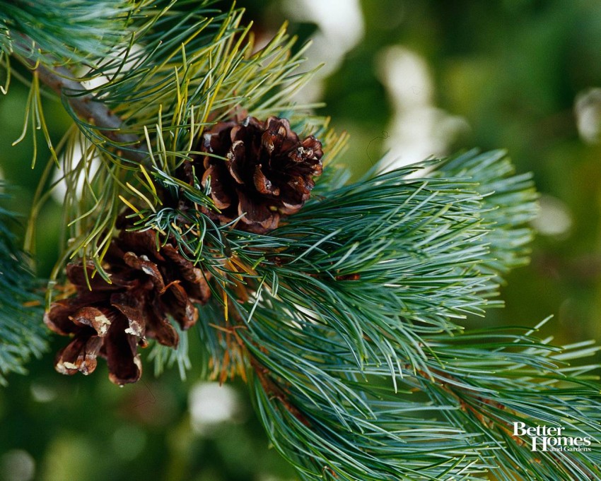 Green Winter Tree Background HD Download