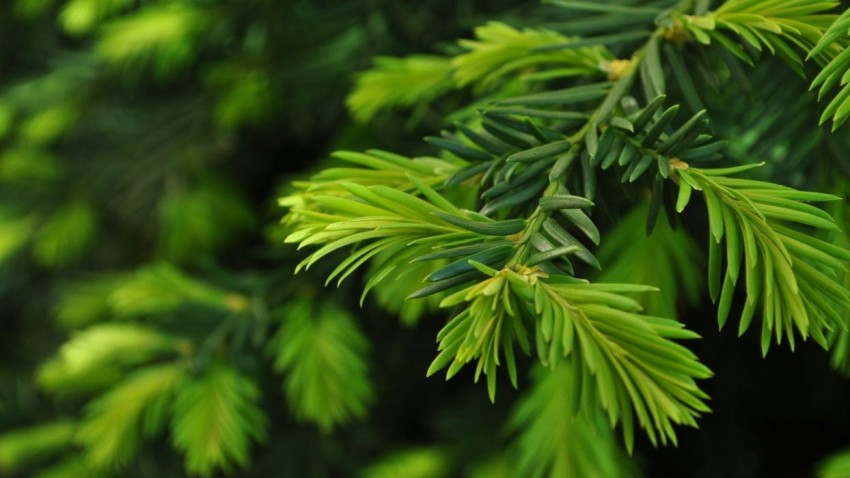 Green Winter Tree Background HD Images Download