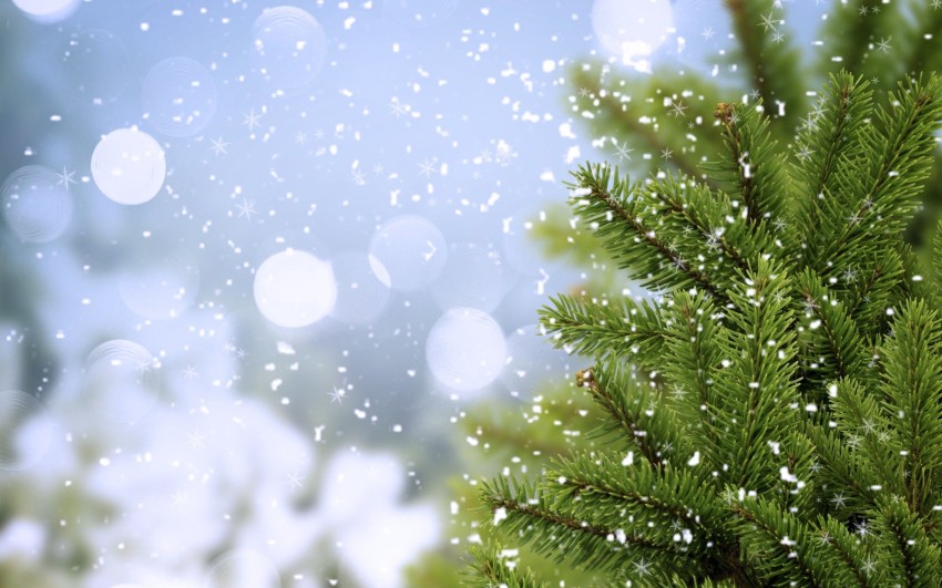 Green Winter Tree Editing Background HD Download