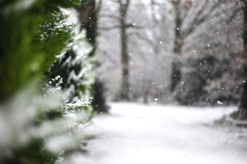 Green Winter Tree Forest Background HD Download