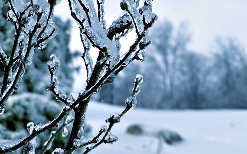 Green Winter Tree Wallpaper Background HD Download