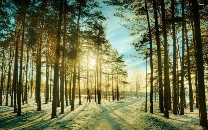 Green Wintersun Forest Background HD Wallpaper