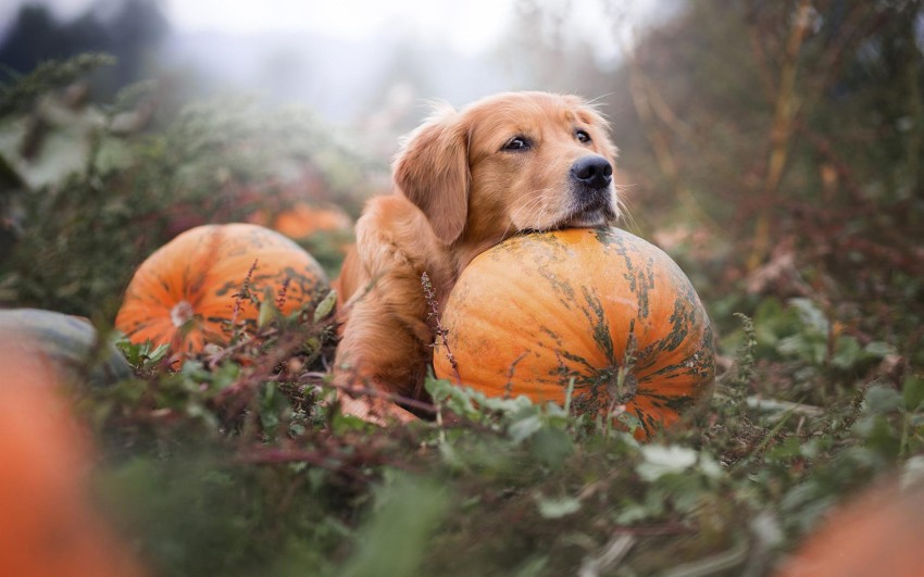 Halloween Garden HD Background Wallpaper