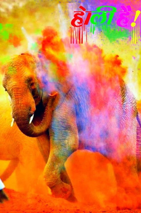 Happy Holi Photo Editing Background With Elephant