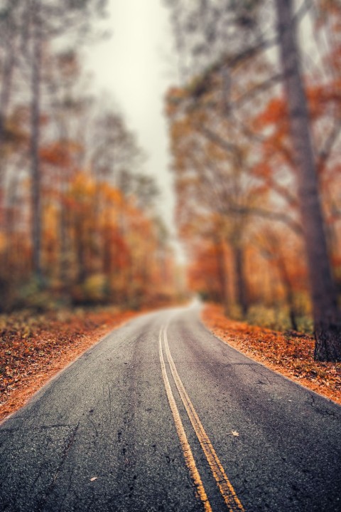 Highway Autumn Leaves Editing  CB Picsart Background HD